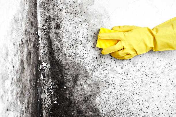 Attic Mold Removal in Fairchild Af, WA
