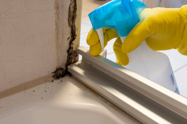Best Affordable Mold Removal  in Fairchild Af, WA