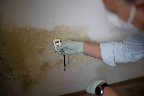 Office Mold Removal Services in Fairchild Af, WA