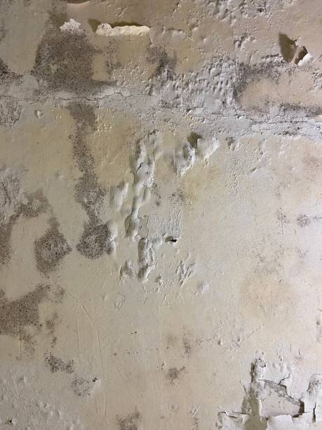  Fairchild Af, WA Mold Removal Pros