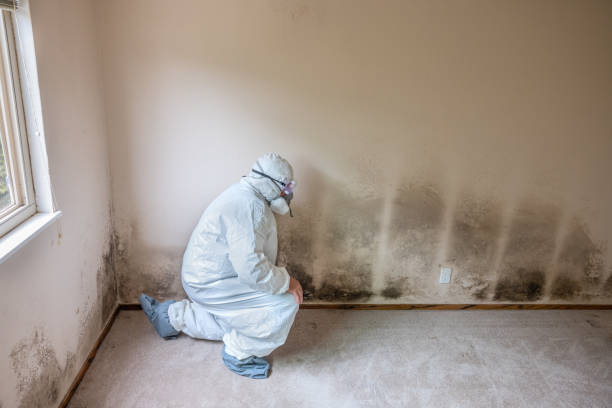 Best Toxic Mold Removal  in Fairchild Af, WA