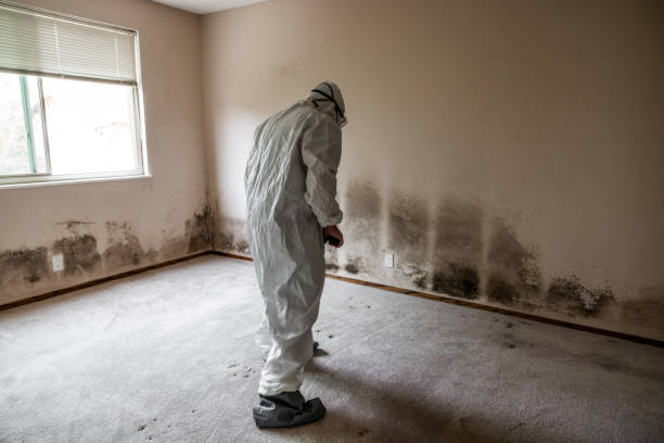 Best Certified Mold Removal  in Fairchild Af, WA