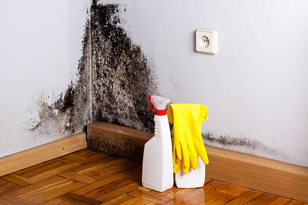Crawl Space Mold Removal in Fairchild Af, WA
