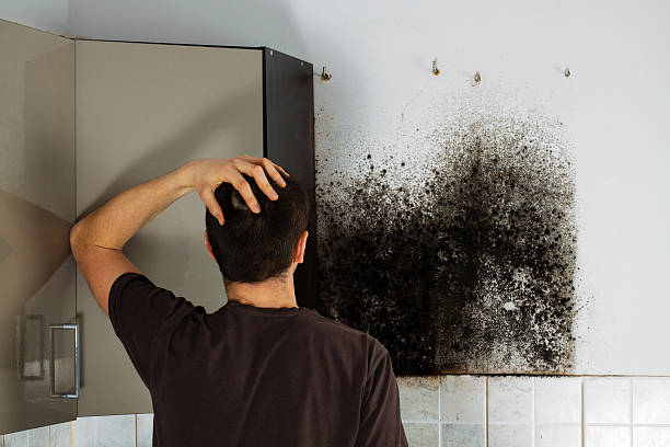Best Commercial Mold Removal  in Fairchild Af, WA