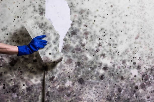 Best Mold Damage Repair  in Fairchild Af, WA