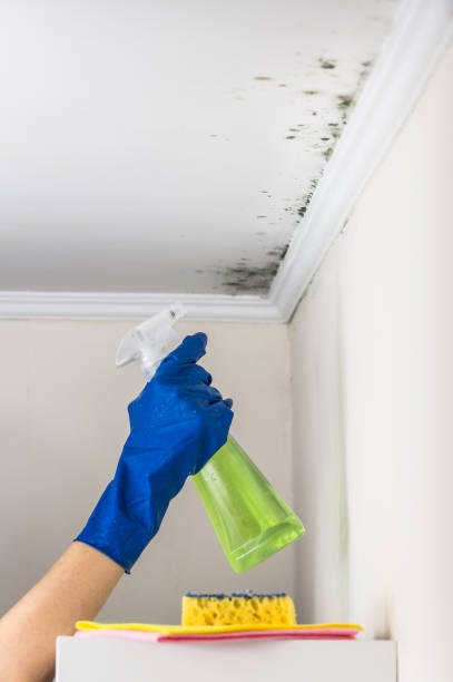 Certified Mold Removal in Fairchild Af, WA